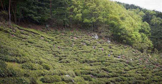 하동의 차밭은 대대로 가업을 이어가는 드문 풍경을 볼 수 있는 곳이기도 하다. 함양 오씨 집안이 8대째 가꾸고 있는 화개면 정금리 도심다원. 오시영(63) 대표가 아들 오재홍(35)씨와 함께 일한다. 이곳에 수령이 1,000년으로 추정되는 한국에서 가장 오리된 차나무(경상남도 기념물 264호)가 있다. /2014-04-22(한국일보)