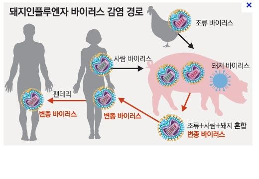 인플루엔자 바이러스 변종 생성 과정