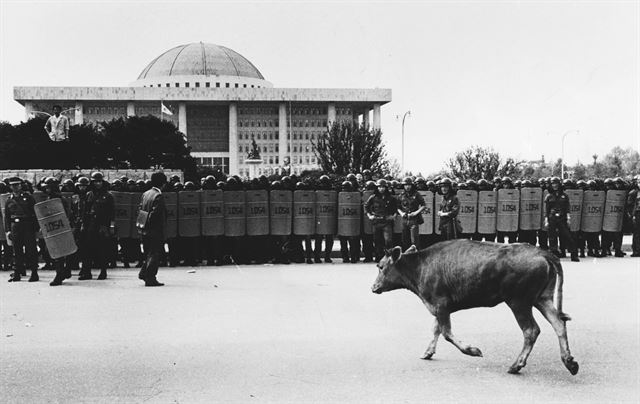 1988년 5월 26일 농민들이 쇠고기 수입 조치에 항의 하는 시위를 벌이던중 풀어 놓은 소한마리가 농민의 마음을 대변하듯 국회로 발걸음을 향하고 있다.