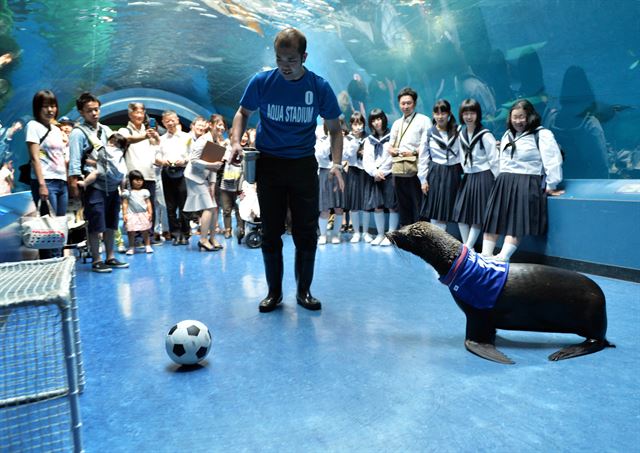 도쿄의 시나가와 아쿠아 스타디움 수족관에서 바다사자가 FIFA 월드컵 일본 축구 국가 대표팀을 응원하고 있다. 연합뉴스