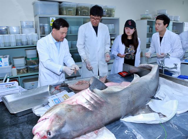 11일 충남 보령 연안에서 포획된 전장 2m의 백상아리를 전북 군산대학교 어류학 실험실 연구팀이 확보해 생태 연구를 위한 해부실험을 하고 있다. 백상아리는 해마다 5~8월 사이 서해안에서 자주 출현해 키조개와 전복을 채취하는 잠수어민들을 위협하고 있다. 군산대 제공