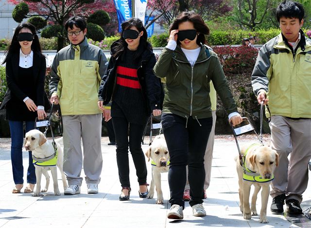 한 장애인이 안내견 승차거부 하는 것은 장애인 차별이리먀 인권위에 진정을 제기했다. 사진은 맹인안내견 체험 모습. 배우한기자 bwh3140@hk.co.kr