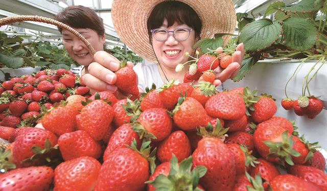 경기 화성 경기도농업기술원 관계자들이 6일 유리온실에서 여름 딸기를 수확하고 있다. 중부지역의 딸기 재배는 가을에 심어 이듬해 봄까지 수확하는 게 일반적이지만 경기도 농업기술원은 20도 이하의 물을 스프레이로 뿌려주는 '물안개 재배기술'로 여름 딸기 재배에 성공했다. 연합뉴스