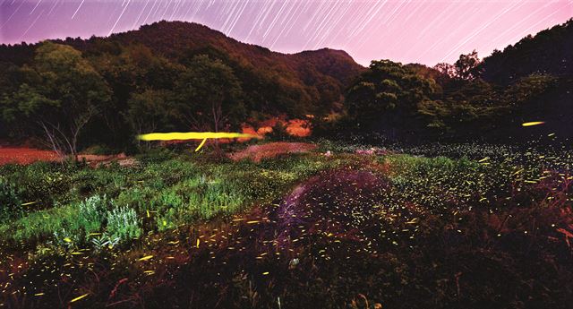 장노출 레이어 합성 예시 이미지 - 반딧불이의 군무. 김주성기자 poem@hk.co.kr