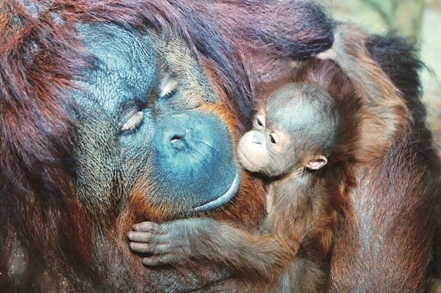 19일, 세계 오랑우탄의 날(International Orangutan Day)을 맞아 경기도 용인 에버랜드 동물원이 지난 7월에 태어난 아기 오랑우탄(암컷) 1마리를 공개했다. 에버랜드 동물원은 이번에 공개한 오랑우탄과 지난 5월에 태어난 황금원숭이 등 올해 들어서만 모두 12마리의 희귀 원숭이와 유인원이 태어났다고 밝혔다. 에버랜드 제공.