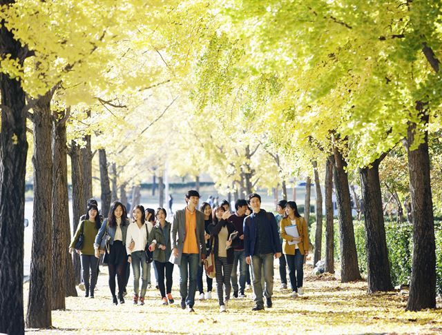 영남대 학생들이 교내 은행나무 숲길을 거닐고 있다. 영남대 제공