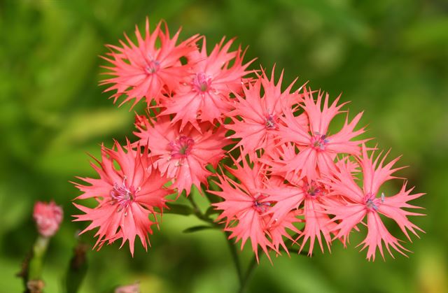 산림청 국립수목원은 희귀식물 가는동자꽃(Lychnis kiusiana Makino)의 자생지를 한반도 남부지역에서 확인하고 증식에 성공했다. 가는동자꽃은 석죽과에 속하는 식물로 한국과 일본에만 분포한다. 그 동안 국내 자생지나 표본 정보는 정확히 알려지지 않았다. 국립수목원은 이번에 증식한 가는동자꽃을 내년에 전시원에 심어 일반 관람객에게도 공개할 예정이다. 사진은 가는동자꽃의 모습. 국립수목원 제공