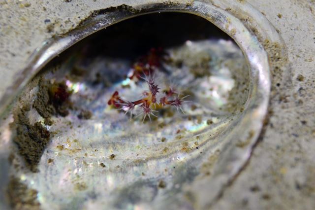 '바다의 꽃'이라 불리는 자색수지맨드라미(Dendronephthya putteri) 인공 증식이 성공했다. 사진은 국립공원관리공단 다도해해상국립공원사무소가 자체 산호배양장에서 인공 증식에 성공한 자색수지맨드라미. 연합뉴스