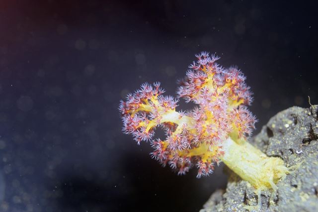 '바다의 꽃'이라 불리는 자색수지맨드라미(Dendronephthya putteri) 인공 증식이 성공했다. 사진은 국립공원관리공단 다도해해상국립공원사무소가 자체 산호배양장에서 인공 증식에 성공한 자색수지맨드라미. 연합뉴스