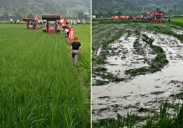 지난달 6일 충북 괴산군 문광면 광덕리 문광초등학교 앞 논에서 정부의 쌀 시장 전면 개방에 반발하는 충북지역 농민단체들이 트랙터로 벼를 갈아엎었다. 사진은 트랙터로 갈아엎기 직전(왼쪽)과 후의 논 전경. 한국일보 자료사진