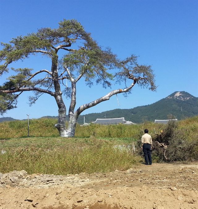 경북도청 신청사와 검무산이 보이는 지점에 서 있는 할배소나무가 관리부실로 말라 죽고 있다.