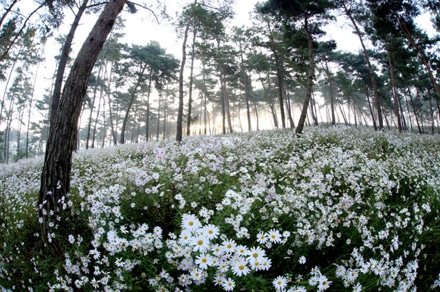 구절초축제의 주무대인 구절초테마공원. 정읍시 제공.