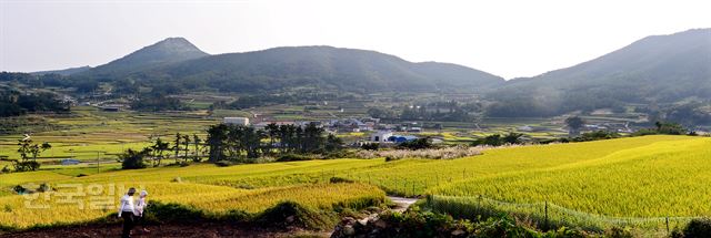 양지마을의 구들장논에서 본 청산도의 다랑논은 청산 주민들의 땀과 지혜가 만들어낸 풍경이다. 청산도=최흥수기자 choissoo@hk.co.kr