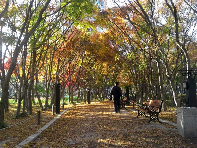 대구 중구 국채보상기념공원의 단풍./2014-10-16(한국일보)