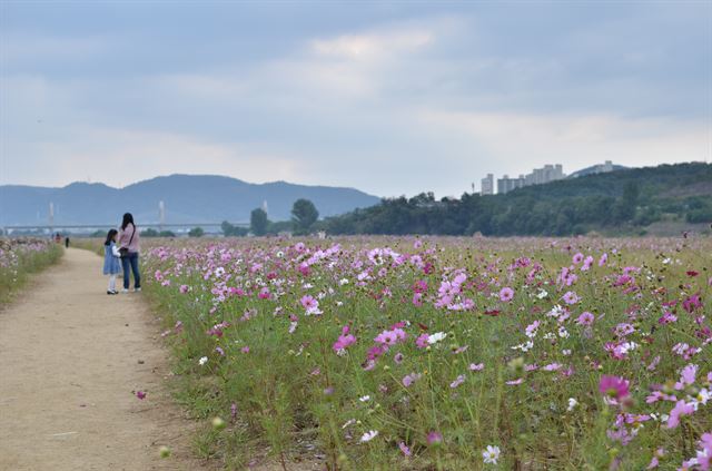 금호강변의 코스모스가 대구에 가을이 왔음을 알려주고 있다./2014-10-16(한국일보)