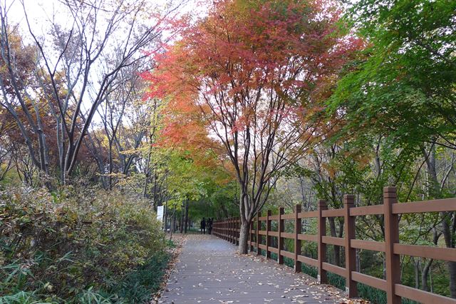 대구 달서구 대구수목원. 가을이 오면 대구 최고의 단풍길로 변한다./2014-10-16(한국일보)