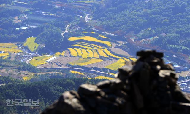 황매산 정상에서 본 산청 차황면의 다랑논이 누렇게 물들었다.