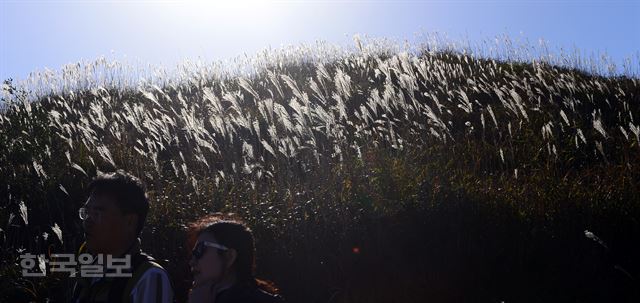 빛과 바람, 그리고 황매산 억새 춤2