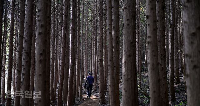 큰지그리오름으로 가는 산책길은 곶자왈이 끝나는 지점부터 편백나무 숲길이 이어진다.