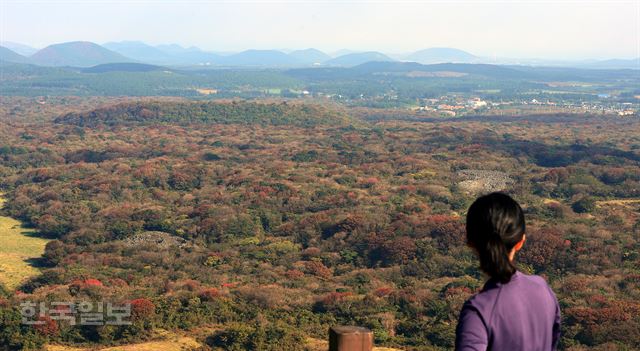 큰지그리오름 전망대에서 본 교래곶자왈 평원에 발갛게 단풍이 오르고 있다. 교래곶자왈은 해발 400m가 넘는 중산간 평원으로 난대와 온대 식생이 공존한다. 낙엽활엽수가 많아 다른 곶자왈에 비해 단풍이 화려하다.