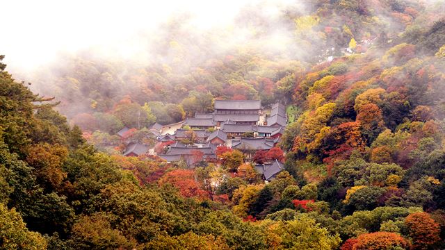 단풍축제가 한창인 1일 안개에 쌓인 내장산국립공원의 백양사가 한 폭의 그림을 보는 듯 하다. 내장산=한주형 인턴기자(한양대 미디어커뮤니케이션학과 3)