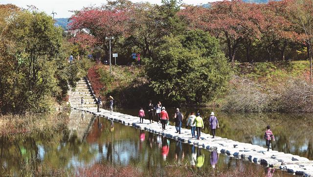 관광객들이 보문호 동쪽에 설치된 징검다리를 건너고 있다. 수면에 울긋불긋하게 비친 관광객과 붉게 물들고 있는 벚나무가 가을의 정취를 더해주고 있다. 정광진기자 kjcheong@hk.co.kr