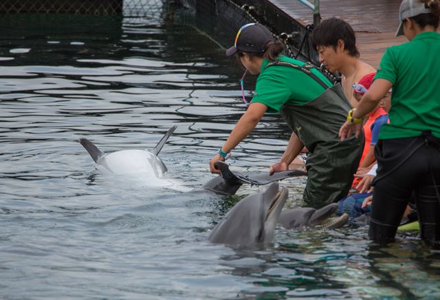 일본 다이지에서 조련사들이 전시용으로 쓸 돌고래를 고르고 있다. dolphinproject.net 제공