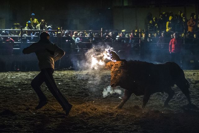 스페인 메디나첼리에서 16일(현지시간) 투우 축제 '토로 엠볼라오'가 열린 가운데, 한 취객이 뿔에 불을 붙인 황소를 피해 달려가고 있다. 메디나첼리=AP 연합뉴스