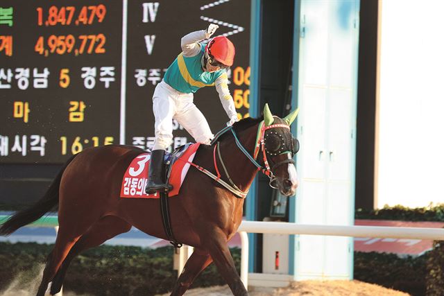 지난 16일 열린 경남지사배 경주에서 감동의바다에 기승해 1위로 결승선을 통과한 김용근 기수가 환호하고 있다. 한국마사회 제공 /2014-11-20(한국스포츠)