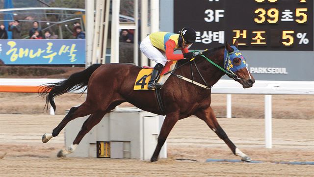 문세영 기수가 지난 23일 일요8경주에서 우승하며 시즌 최다승 신기록(148승)을 세우고 있다. 한국마사회 제공/2014-11-27(한국스포츠)