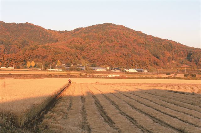 상주동학 교주 김주희의 손자 김정선씨가 지난달 말 교당 이엉을 교체할 목적으로 콤바인으로 벼를 베고 있다. 이엉 교체작업은 매년 이맘때 벌어지는 연례행사로 교도들로 문전성시를 이뤘던 1910~40년대는 부주교 김낙세의 주도 아래 한 달간 이뤄졌다.