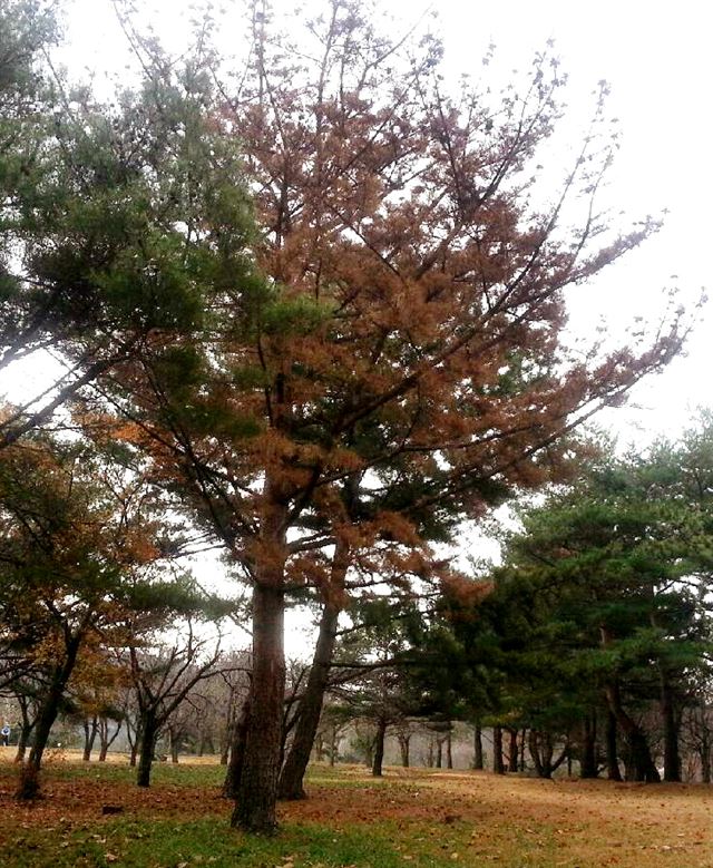 유네스코 세계문화유산으로 등재된 경주 불국사에서 재선충병으로 말라 죽은 소나무가 발견돼 산림당국에 비상이 걸렸다. 경주=연합뉴스