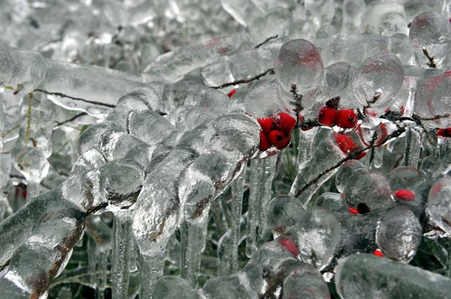 결빙성 안개와 비로 인해 이 지역이 얼음으로 덮힌 가운데 나무가 쓰러지면서 도로가 차단되고 안전 상의 이유로 학교가 문을 닫은 2일(현지시간) 헝가리에서 40km 떨어진 도로의 나뭇가지와 붉은 열매가 얼음에 둘러 쌓여 있다. 헝가리 =AP 연합뉴스