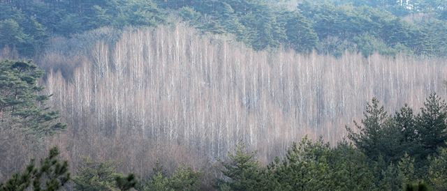 초록의 침엽수림 가운데 자리잡은 하얀 자작나무 군락지는 자연의 현란한 붓질이다