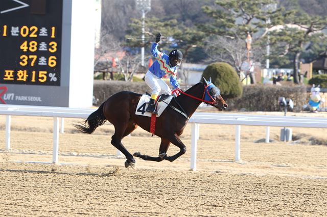 1,900승 달성하는 박태종 기수/2015-01-01(한국스포츠)