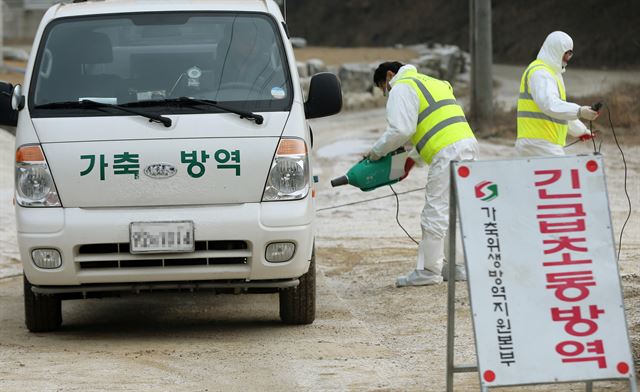 지난달 31일 오전 구제역 정밀검사 결과 양성 판정이 나온 경북 영천 화산면의 한 돼지 사육농장에서 방역 관계자들이 농장 입구를 통제하고 출입하는 차량을 소독하고 있다. 연합뉴스