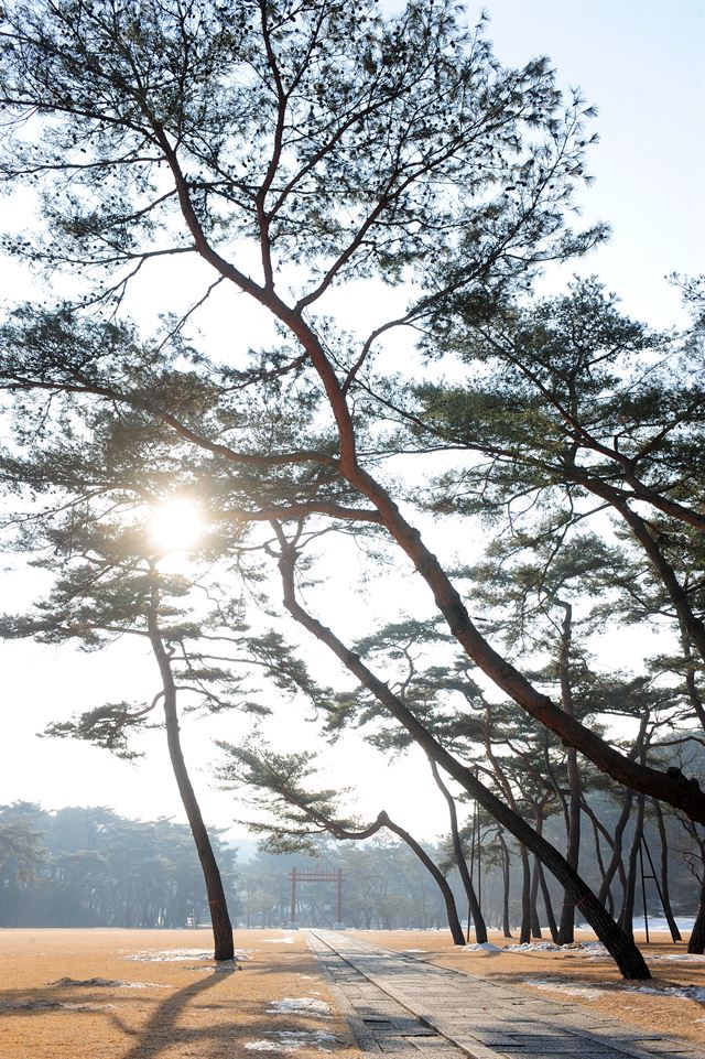 홍살문 지나 세종대왕릉으로 가다보면 미끈하고 아름다운 소나무들을 만난다