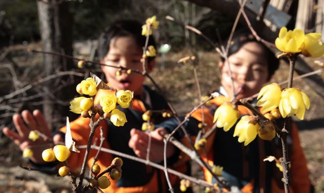 대한(大寒)인 20일 오후 경북 포항 북구 기청산 식물원 납매가 노란 꽃망울을 터뜨렸다. 포항시 제공/2015-01-20(한국일보)