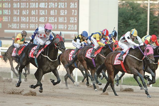 올 시즌 경마 공정성 강화를 위한 다각적인 대책이 시행됨에 따라 경주의 질이 향상될 것으로 전망된다. (한국스포츠) /2015-01-29(한국스포츠)/2015-01-29(한국스포츠)