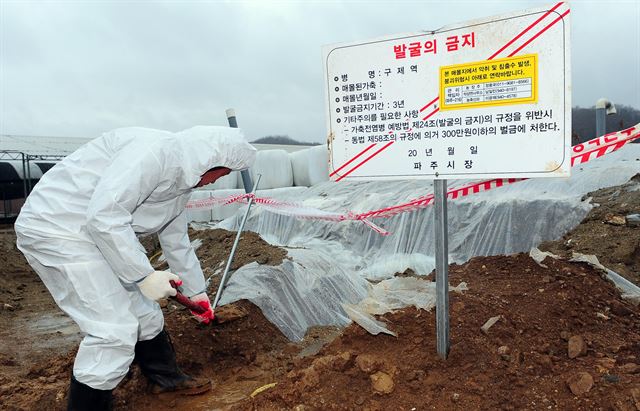 지난 2011년 2월 경기 지역에 내린 비로 인한 구제역 매몰지의 2차 오염이 우려되고 있는 가운데 경기도 파주시 적선면의 한 매몰지에서 비상근무를 하고 있는 면사무소 직원들이 매몰지 주변을 점검하고 있다. 김주영기자 will@hk.co.kr