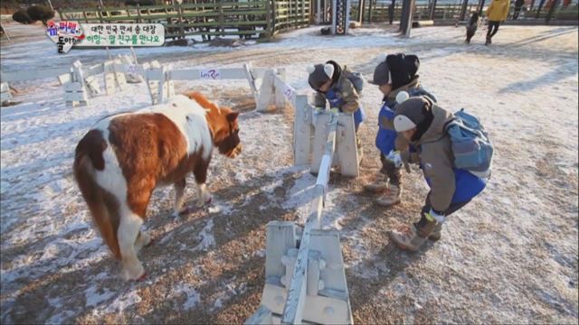 삼둥이들이 말 체험을 하며 즐거워하고 있다. 방송화면 캡쳐/2015-02-05(한국스포츠)