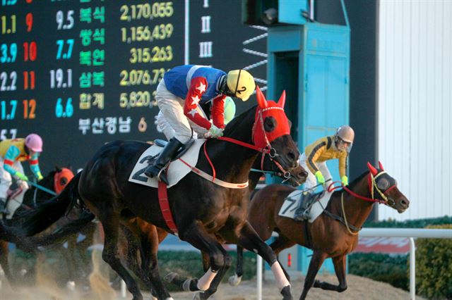 8일 렛츠런파크 부산경남에서 열린 산지통합경주에서 경부대로가 1위로 결승선을 통과하고 있다. 한국마사회 제공 /2015-02-09(한국스포츠)