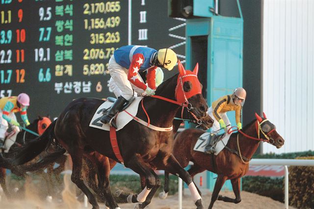 지난 8일 렛츠런파크 부산경남에서 열린 산지통합경주에서 경부대로가 1위로 결승선을 통과하고 있다. 한국마사회 제공/2015-02-12(한국스포츠)/2015-02-12(한국스포츠)