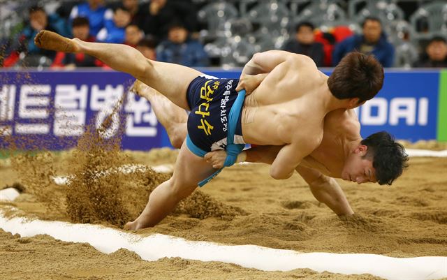 17일 경북 경산실내체육관에서 열린 '2015 설날장사씨름대회' 태백장사(80㎏ 이하) 예선에서 하관수(청)가 윤호준(홍)에공격하고 있다. 연합뉴스