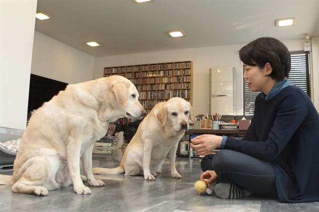 최선경씨가 안내견 활동하다 은퇴한 미담과 11년째 같이 살고 있는 안내견 탈락견 출신 나무에게 간식을 주고 있다. 삼성화재 안내견학교 제공