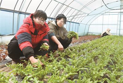 3일 충남 홍성군 오이마을의 한 비닐하우스에서 농사를 짓는 20~30대 젊은 귀농 농부들이 쌈채소를 따고 있다. 홍성군=신상순 선임기자 ssshin@hk.co.kr