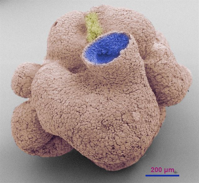 [6억년된 세계 최고 동물화석 발견] 중국 난징지질고생물학연구소의 연구팀이 구이저우성에서 발견된 6억년전 암석에서 보존 상태가 양호한 쌀알 크기의 원시 해면동물 화석을 확인했다고 발표한 가운데 사진은 9일(현지시간) 중국난징지질고생물학연구소가 공개한 6억년된 해면동물 화석. 신화 연합뉴스