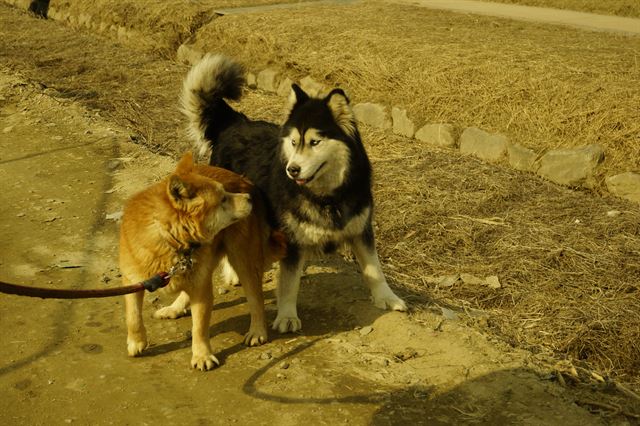 짭밥과 썩은 물을 먹으며 지내던 싱싱이(오른쪽)과 황구. 동물자유연대 제공/2015-03-15(한국일보)