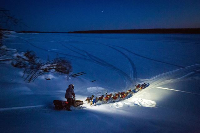 알래스카의 유명 '이디타로드 트레일(Iditarod Trail)' 레이스에서 제프 킹이 모는 개썰매팀이 13일(현지시간) 후슬리아를 떠나 코유쿠크 리버로 향하고 있다. AP 연합뉴스