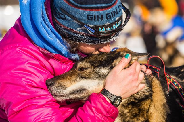 알래스카 '이디타로드 트레일(Iditarod Trail)' 레이스에 출전한 썰매꾼이 10일(현지시간) 맨리핫스프링스에서 자신의 썰매개를 꼭 안아주고 있다. AP 연합뉴스